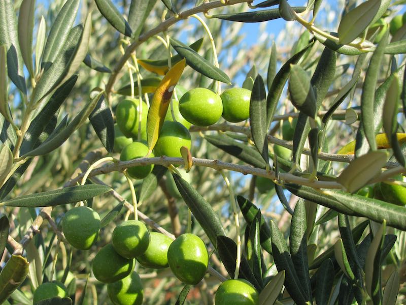 Olives